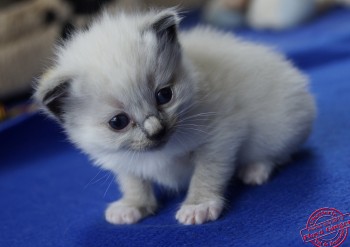 chaton mâle seal point-mitted - 24 j - Chatterie Ragdolls du Val de Beauvoir